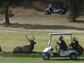 An elk rests under a tree at Evergreen Golf Course.