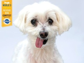Maltese pooch Lamb Chop, winner of People magazine's world's cutest rescue dog contest.