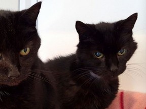 Leon and Nikita are looking for a new home.