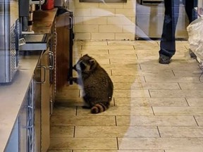 A raccoon was spotted in a Tim Hortons at Main St. and Danforth Ave.