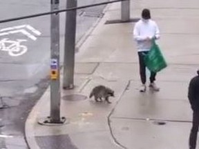 A resident in the King and Shaw Sts. area captured several bystanders trying to help a raccoon avoid getting hit by traffic.