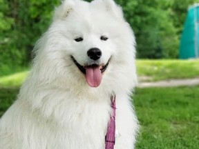 Toronto Police are looking for Sammy, a Samoyed that was taken during a carjacking Wednesday, Oct. 7, 2020 in the city's east end.
