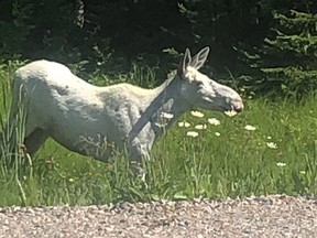 The unique presence of white moose have become something of an attraction in the Foleyet area of northern Ontario.