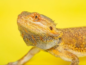 Mephisto, the bearded dragon.