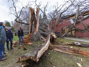 Lukas Korfmann (left), his mother Keri and sister Katie look at the remains of a 200-year-old oak tree that was blown onto the rear of their home in Brantford by high winds on Sunday, November 15, 2020.