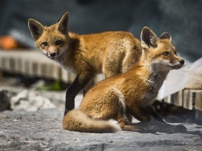Two kits (young foxes) are pictured in a cordoned-off area along Toronto's  eastern beaches on May 22, 2020.