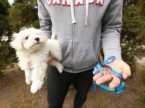A Mississauga man, who is a dog breeder, was robbed of a a nine-week old Maltese Poodle mix at gunpoint by two men on Monday night in the driveway of his Lakeshore Rd. W. home. The man holds up a nine-week old female dog wants to remain anonymous on Thursday November 19, 2020.
