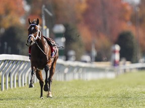 Starship Jubilee  continues the race after losing jockey Florent Geroux in the Filly and Mare event during the 37th Breeders Cup World Championship at Keeneland Race Track.