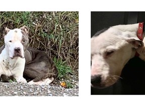Two pit bull terrier mix dogs which were found separately in October in Durham Region.