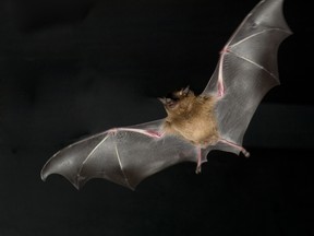 A hideous and elusive bat species has been observed for the first time mating in its natural habitat.