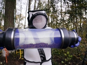 Sven Spichiger, Washington state Department of Agriculture managing entomologist, displays a canister of Asian giant hornets vacuumed from a nest in a tree behind him in Blaine, Wash. Oct. 24, 2020.
