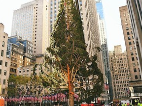 The 2020 Rockefeller Christmas tree is hoisted in New York City.