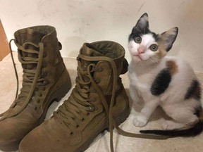 An American soldier is hoping to be reunited with her cherished cats after having to leave them behind when returning from her deployment in the Middle East.