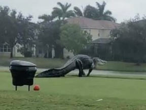 A huge alligator in Florida.