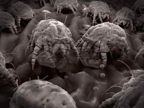 Dust mites eat flakes of shed human skin and other organic detritus. Their feces are the inducers of allergenic reactions.