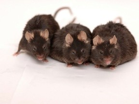 This Nov. 2, 2006 file photo -- courtesy of the National Institute on Aging at the National Institutes of Health in Betheda, Md. -- shows three mice  from a study led by researchers at Harvard Medical School and the National Institute on Aging.