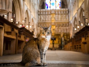 A street cat that began frequenting a London cathedral 12 years ago as a small tabby was given a solemn feline farewell Wednesday.

Doorkins Magnificat, a beloved cat who made the cathedral her home, died Sept. 30.