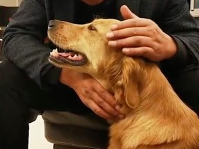 A faithful family dog in China has gone on a tireless quest to try to find her home after her owners left the pet with a friend to be looked after temporarily.

The one-year-old golden retriever named Ping An or “safe and sound” was decidedly thin and injured with bleeding paws after walking over 100 kilometres alone for 14 days.