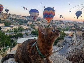 Nala, a cat Dean Nicholson found while biking through Bosnia, watches hot air balloons in Cappadocia, Turkey.