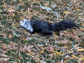 A black and white squirrel has been spotted around the Royal Ontario Museum area recently, much to the approval of Torontonians.