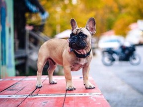 Wilbur, the French Bulldog, was elected mayor of a Kentucky town.