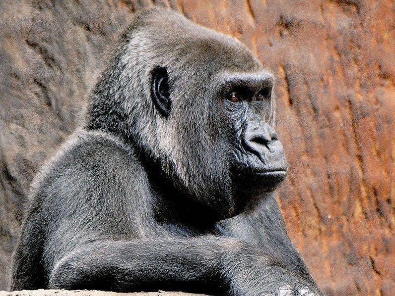 Josephine, matriarch gorilla at Toronto Zoo, dies at age 49 | Toronto Sun