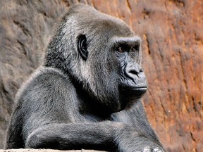 Josephine, matriarch gorilla at Toronto Zoo, has died at age 49.