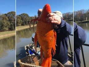 A nine-pound goldfish was found in a South Carolina lake.