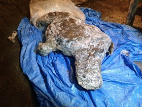 A carcass of a juvenile woolly rhinoceros, found in permafrost in august 2020 on the banks of the Tirekhtyakh river in the region of Yakutia in eastern Siberia, Russia, is seen in this undated handout photo obtained by Reuters on Dec. 30, 2020.