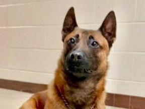 The Durham Regional Police K-9 unit assisted in the arrest of two males in the alleged robbery and assault of a man selling a jack in Oshawa.