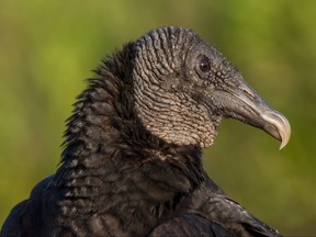 A black vulture is pictured in a file photo.