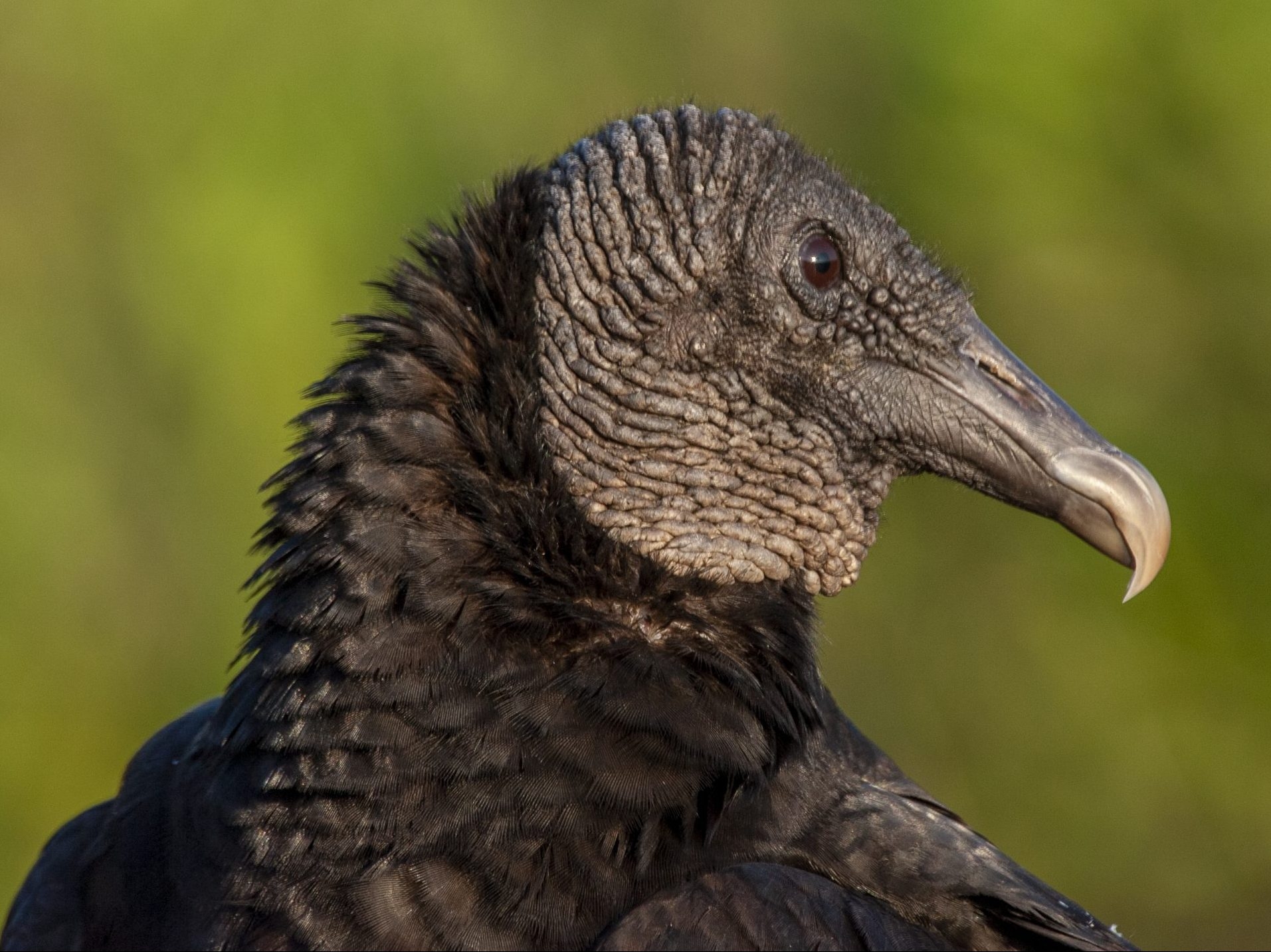 Destructive black vultures terrorizing Pennsylvania town | Toronto Sun