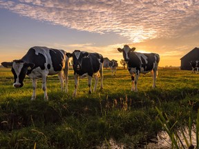 A group of curious cows in summer evening light.