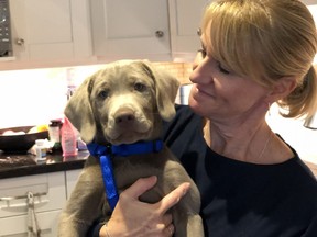 Louise Whiten, 51, was killed along with Zack, the family's silver lab (pictured) on Thursday by a suspected impaired driver in Oakville.