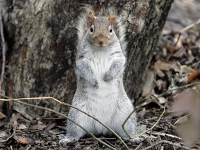 In this file photo taken on Jan. 5, 2007, a squirrel stands on its hind legs as it looks for food in New York's Central Park.