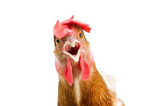 This chicken is aghast after hearing Toronto can't decide if its backyard chicken program passes the 'equity test.'