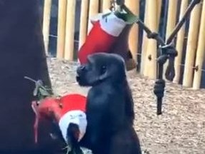 A gorilla is seen taking a number of stocking containing some of the animals' favourite treats at the Toronto Zoo.