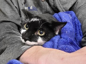 Muji the cat was rescued after being stuck in the ceiling for 11 days at New York's LaGuardia Airport.