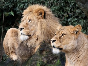 Lions are seen in their compound at the Artis Amsterdam Royal Zoo in Amsterdam, in this handout photo released to media on January 28, 2021.