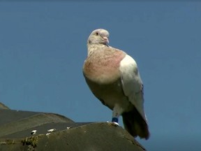 "Joe", a pigeon that allegedly reached Australia from the U.S., perches on the roof of a house in Melbourne, Australia, on Friday, Jan. 15, 2021, in this still image taken from video.