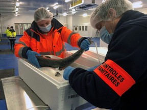 Agents carry out sanitary control checks on salmon exported from Britain on arrival in the port of Boulogne-sur-Mer, France, Tuesday, Jan. 12, 2021.