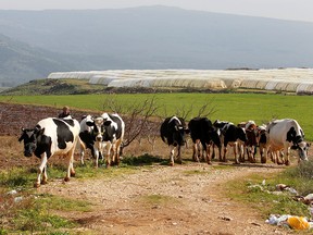 A herder walks with his cows in the village of Wazzani, near the Lebanese-Israeli border in southern Lebanon, January 25, 2021.