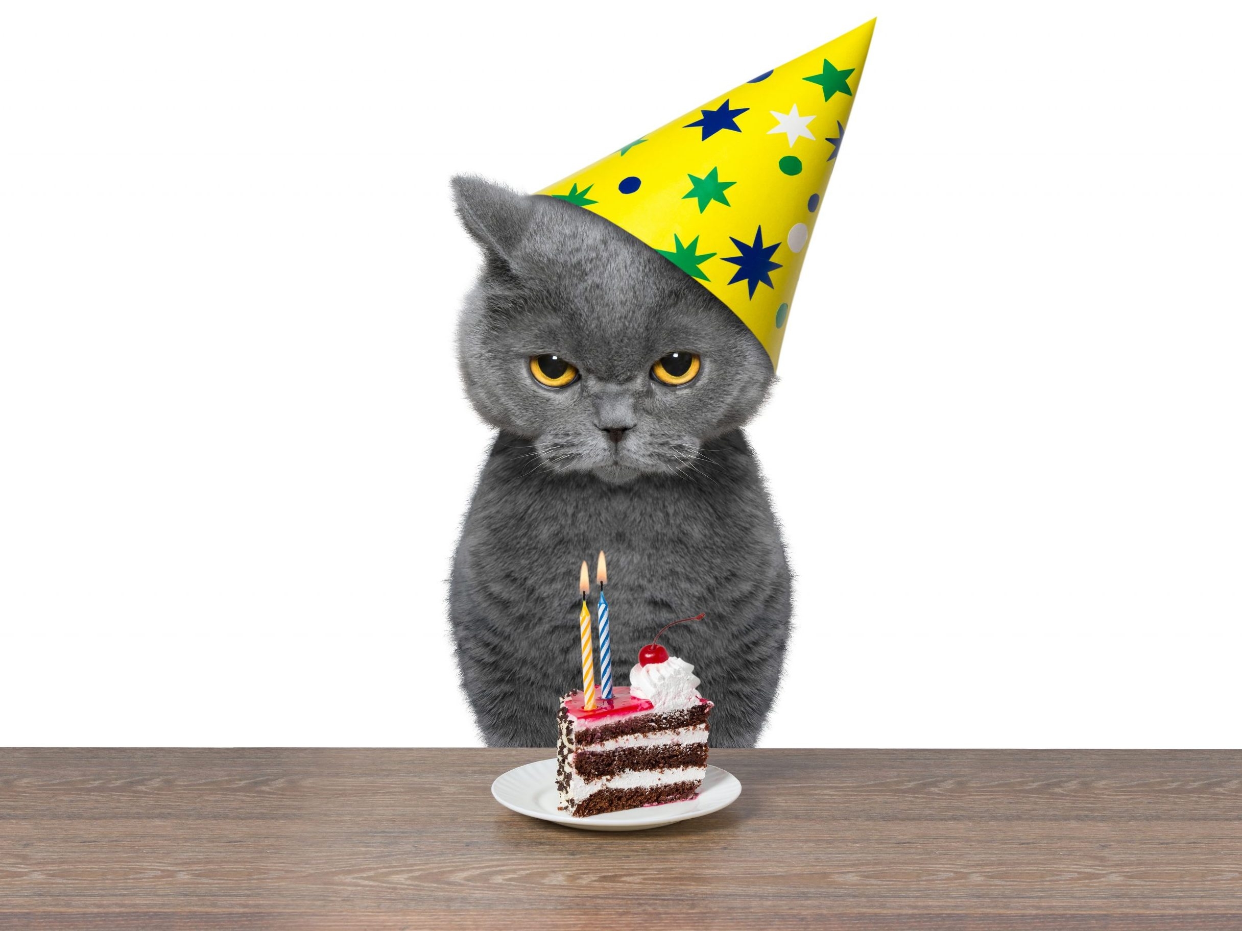 Cat's birthday party leads to COVID-19 outbreak | Toronto Sun