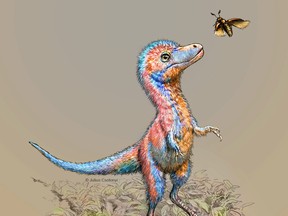 A baby tyrannosaur from the Cretaceous Period of North America, based on partial fossils unearthed in the U.S. state of Montana and in Alberta, is seen in an undated artist's rendition.