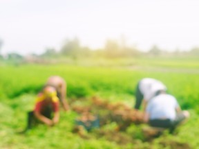 Workers in farm field.