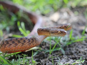 Brown tree snake (Boiga irregularis) in a defence pose, New South Wales, Australia.
