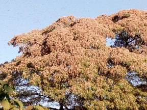 Locusts are seen in a tree in Marsabit County, Northern Kenya in this picture distributed on Tuesday, Jan. 19, 2021.