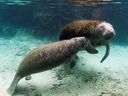 A manatee calf nurses from its mother inside of the Three Sisters Springs in Crystal River, Florida January 15, 2015.