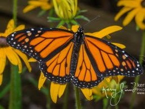Monarch butterflies are reportedly near extinction.