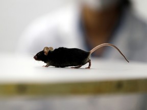 A mouse that recovered from paralysis is seen in a lab at Ruhr University in Bochum, Germany, January 21, 2021.